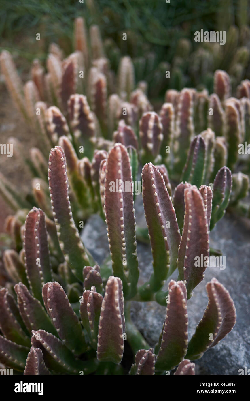 Stapelia gigantea stelo multicolore Foto Stock