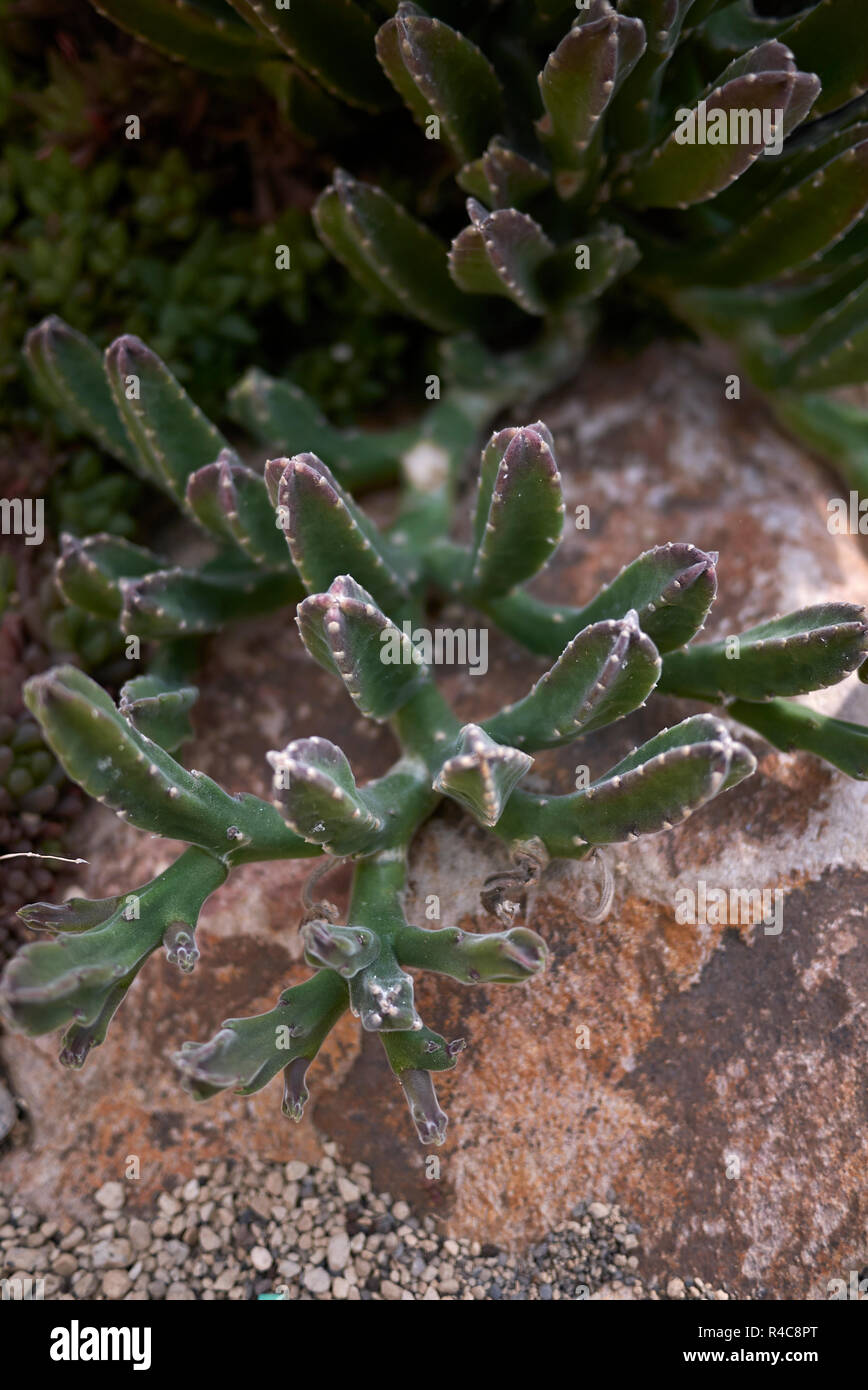 Stapelia gigantea stelo multicolore Foto Stock