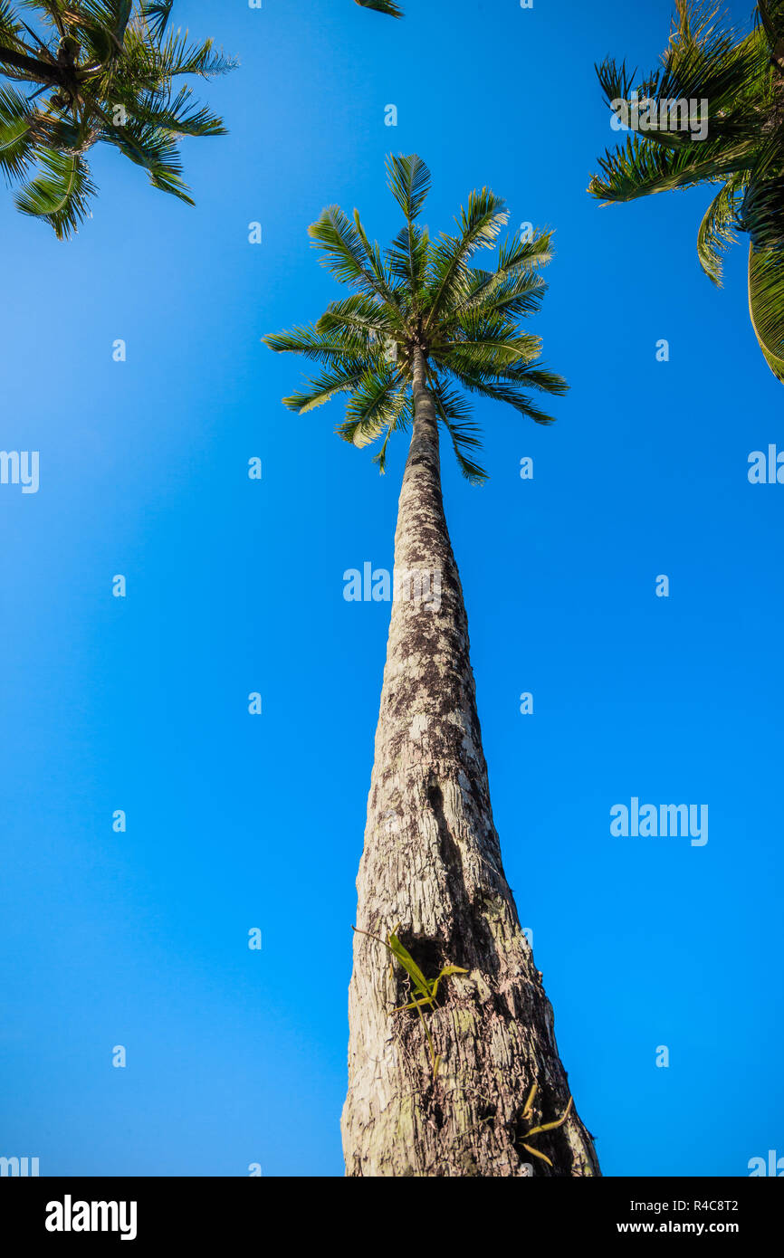 Belle palme nel cielo blu. Palme di cocco. Palm tree vista prospettica dal pavimento in alto Foto Stock
