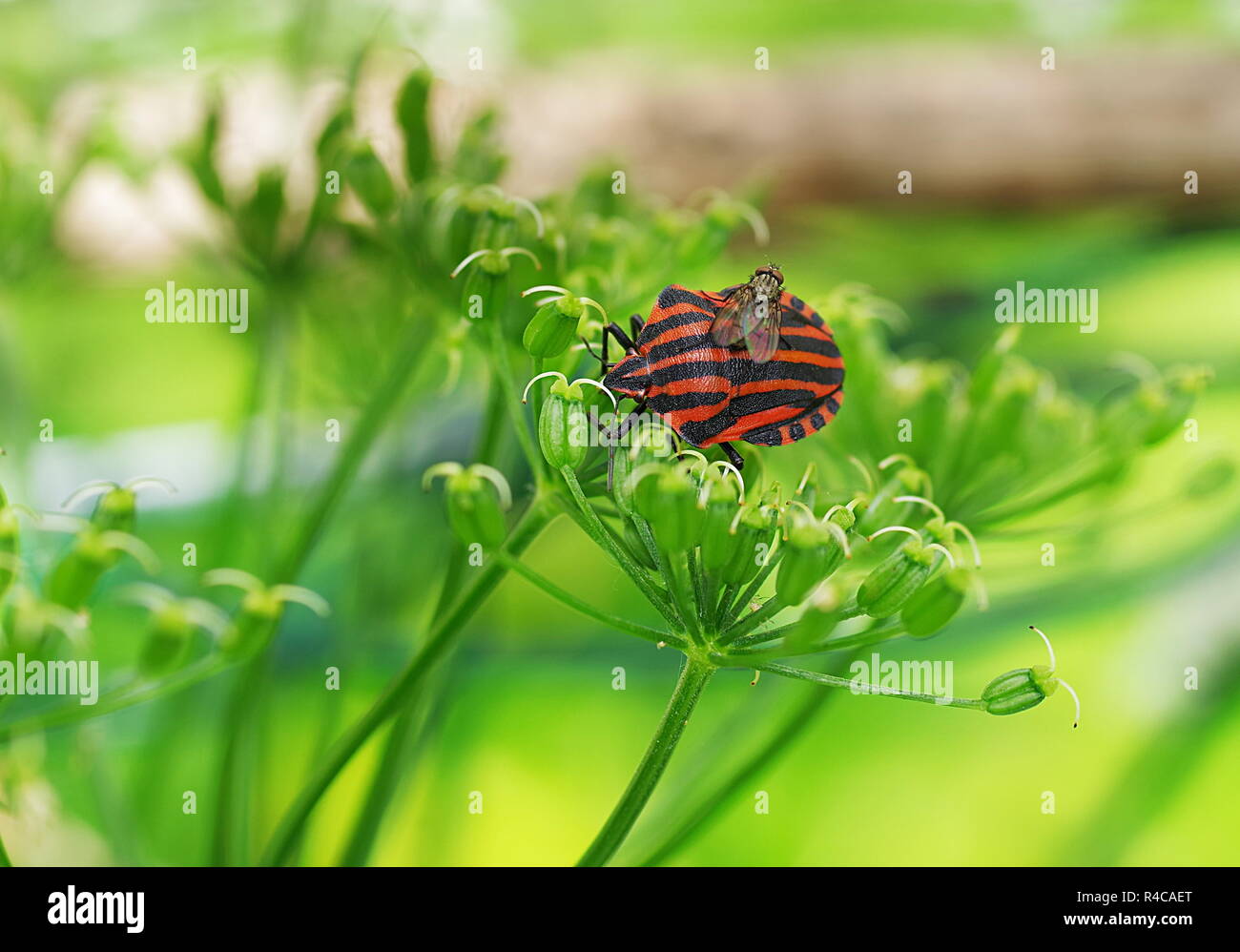 Graphosoma lineatum bug con volare sullo sfondo di piante Foto Stock