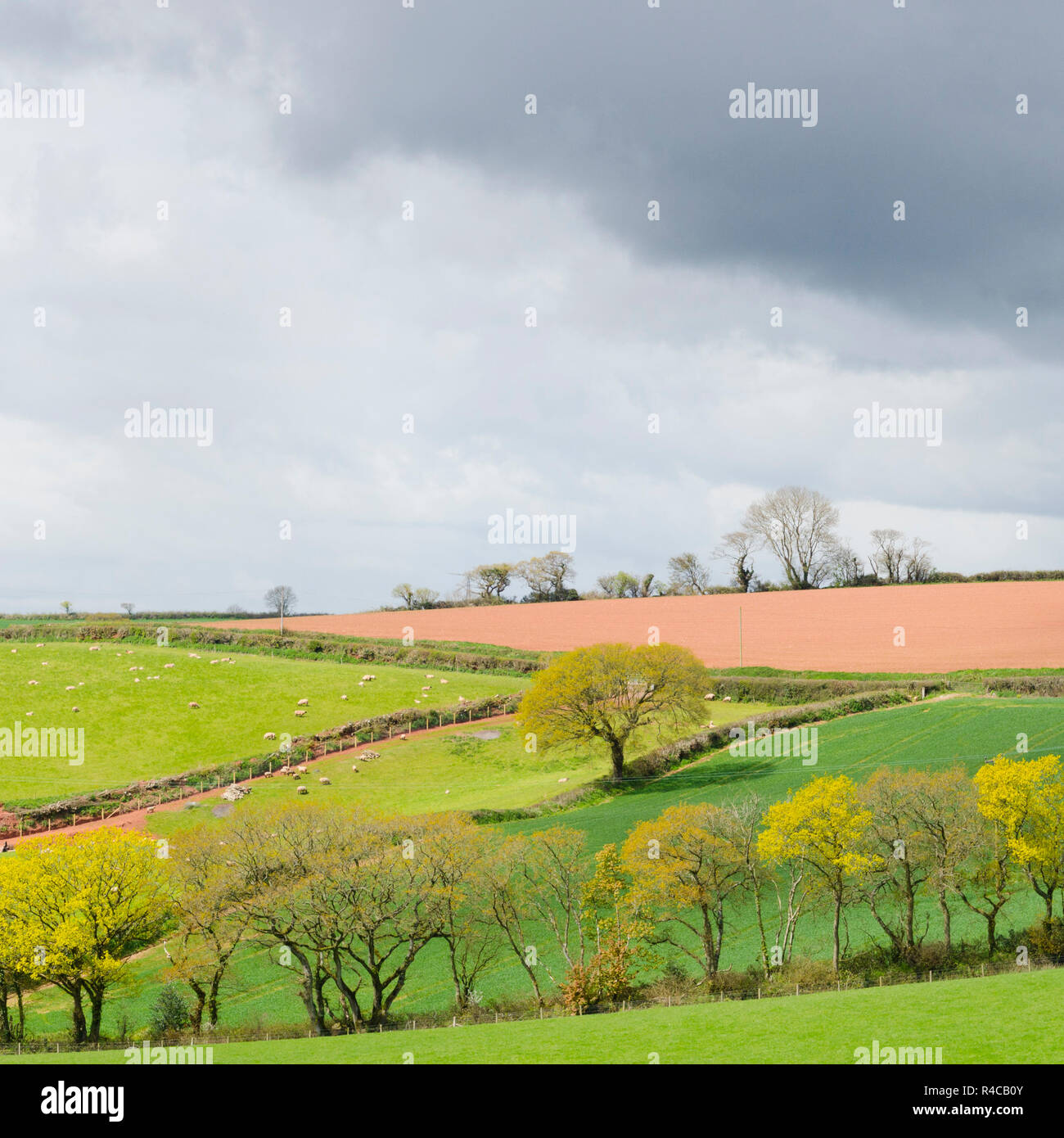 Devon paesaggio. Splendide colline paesaggio di metà del Devon nel Regno Unito di primavera. Foto Stock
