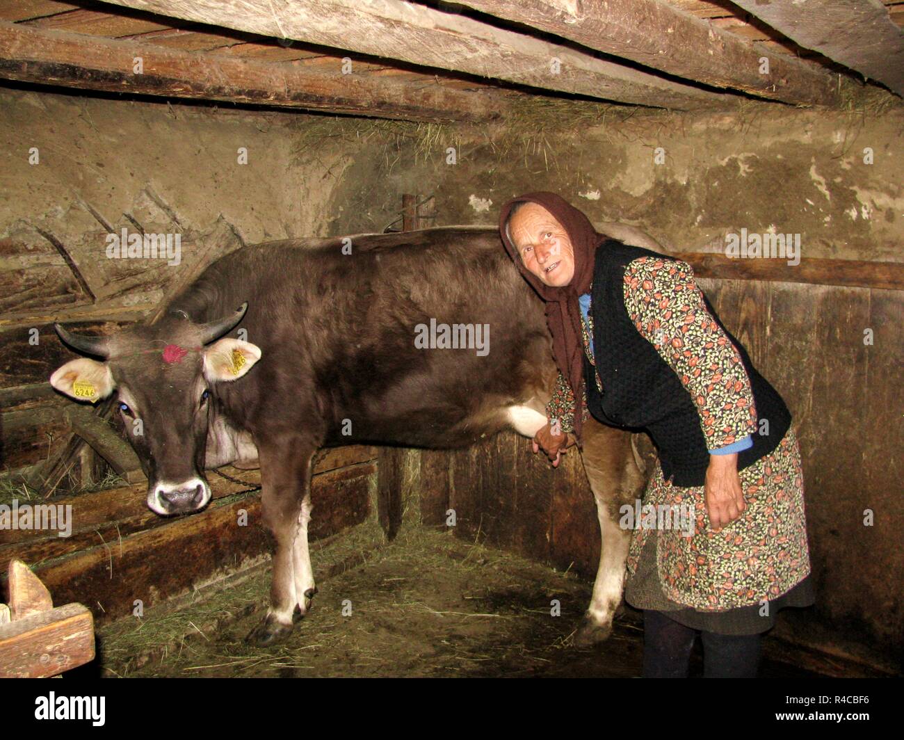 donna anziana che tiene la mano su una mucca marrone dentro il fienile Foto Stock