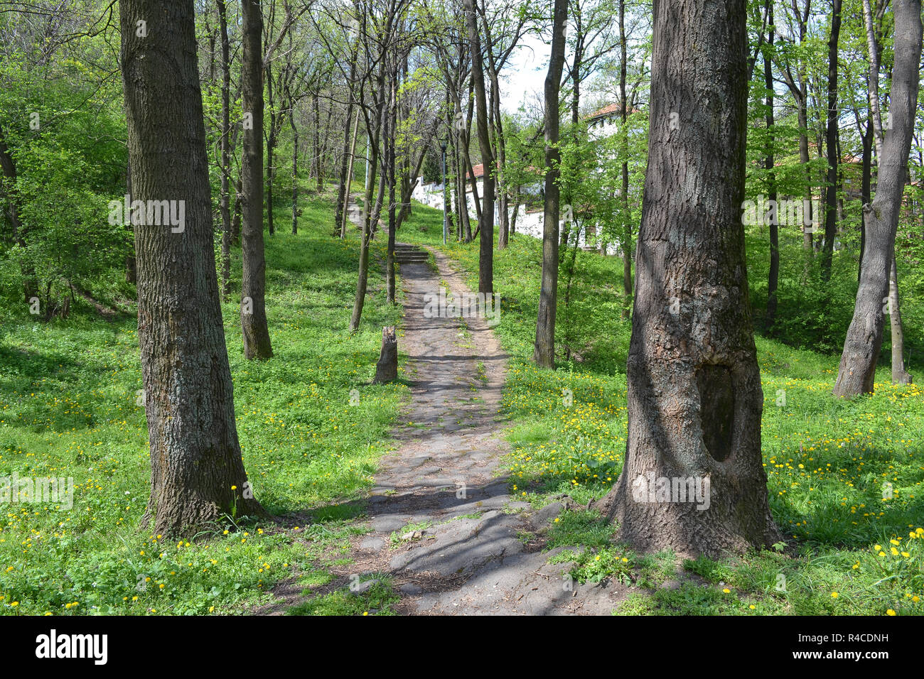 Percorso a piedi attraverso un bosco in Serbia Foto Stock