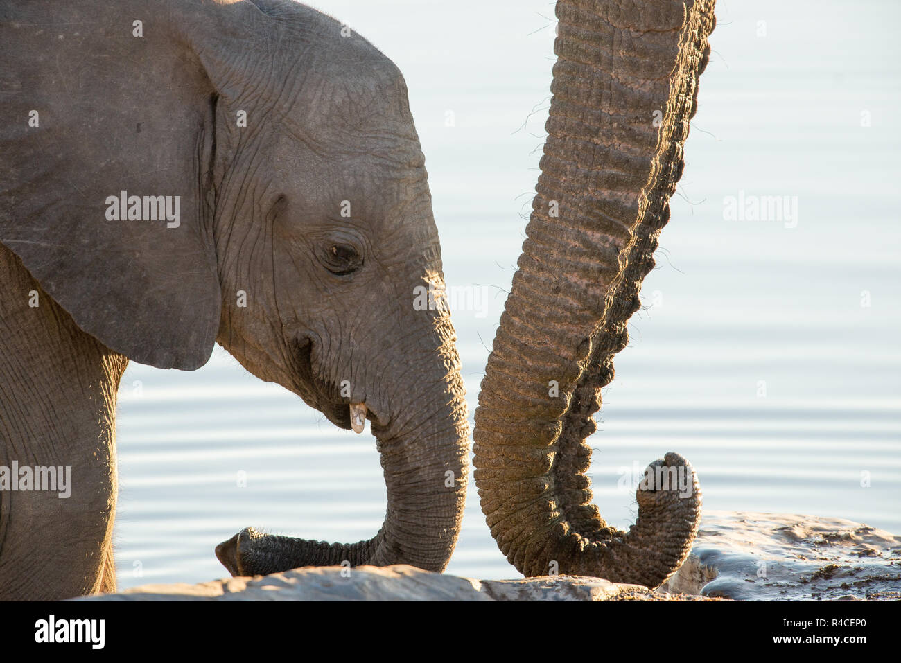 Elephant Trunk e acqua in background Foto Stock