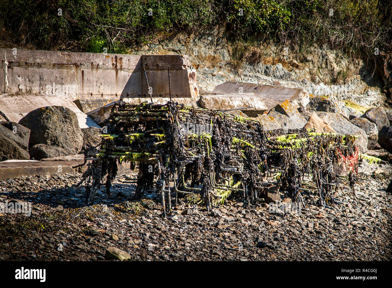 Oyster raccolto in Pléboulle, Francia Foto Stock