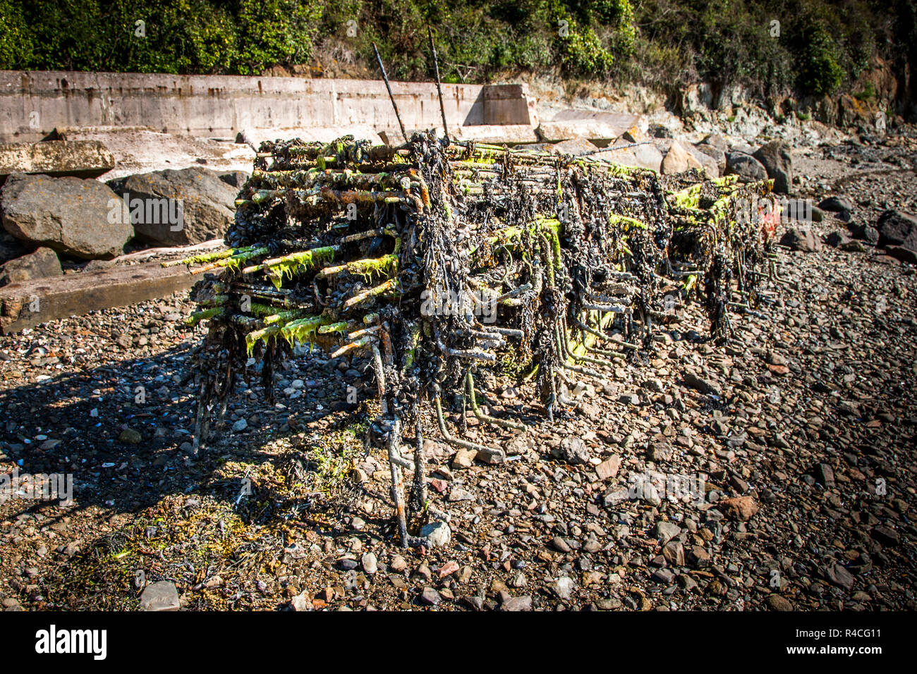 Oyster raccolto in Pléboulle, Francia Foto Stock