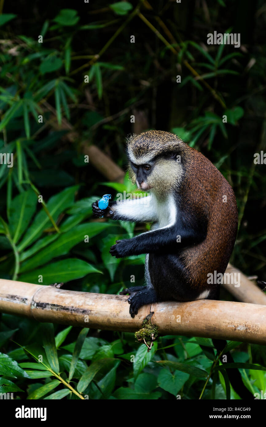Una scimmia Mona nelle foreste dell'isola di Grenada Foto Stock