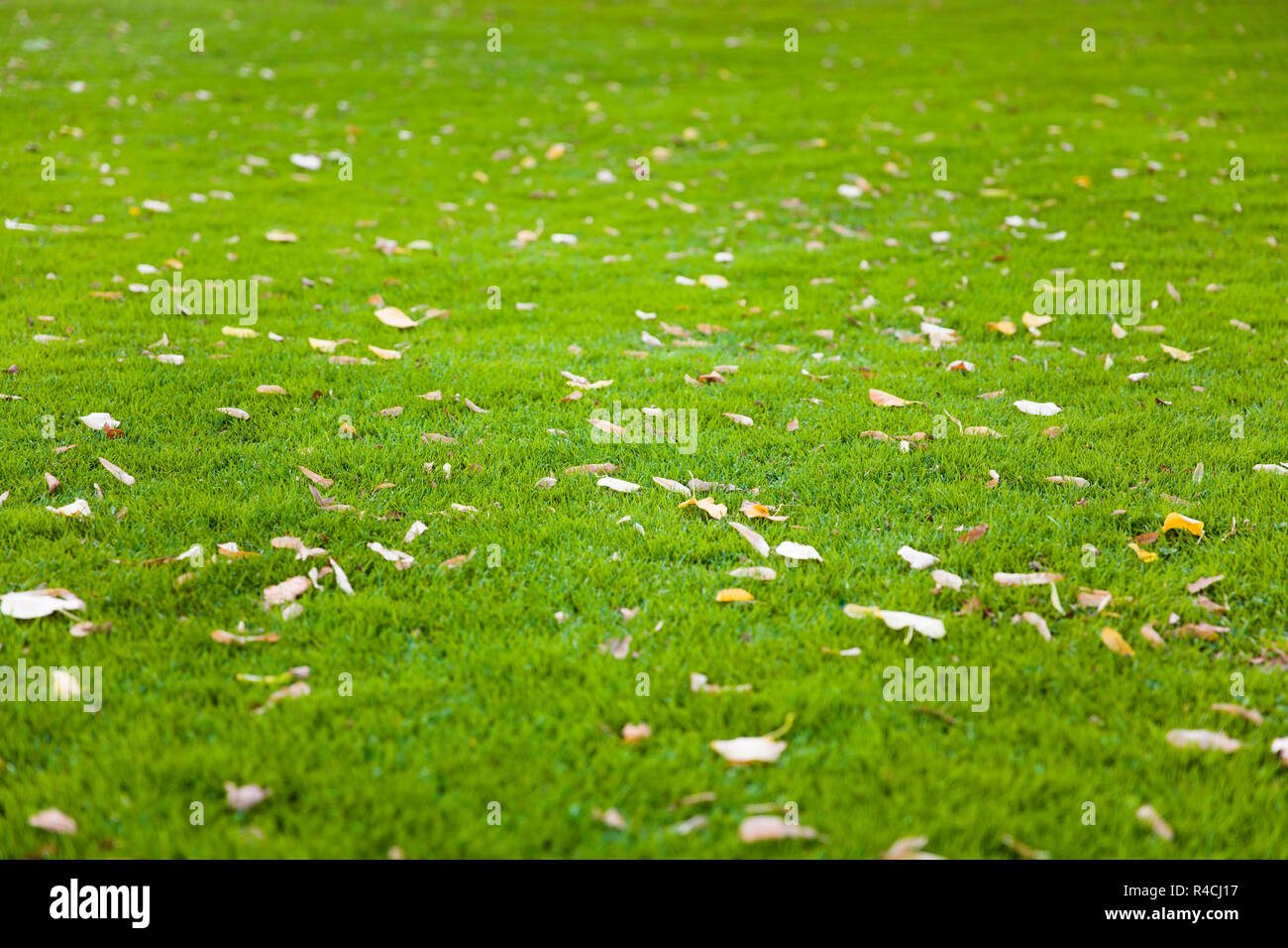 Vista ravvicinata a erba verde dello sfondo con foglie di autunno Foto Stock