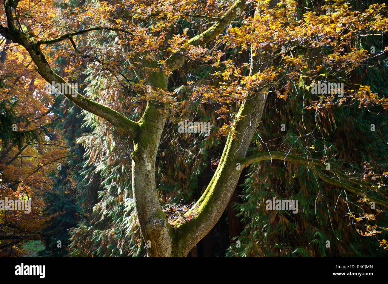 Fogliame di autunno su albero di quercia in fosrest lungo il fiume Doubs, Giura, Switzeland Foto Stock