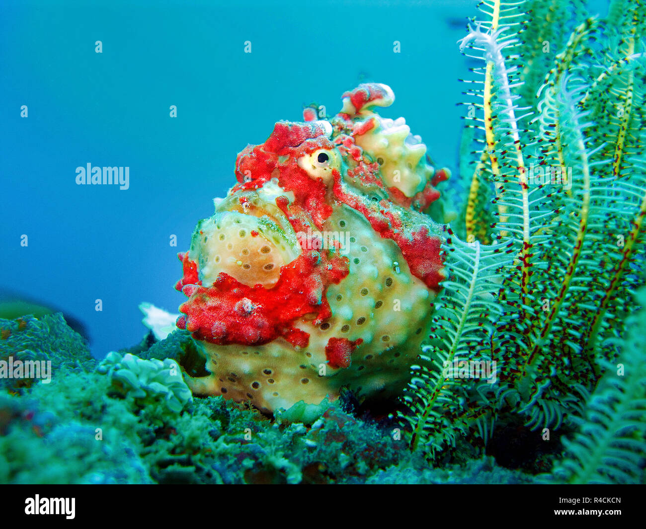 Rana pescatrice presenta verrucosa o Clown amglerfish (Antennarius maculatus) a un crinoide (Crinoidea), Sabang Bach, Mindoro, Filippine Foto Stock