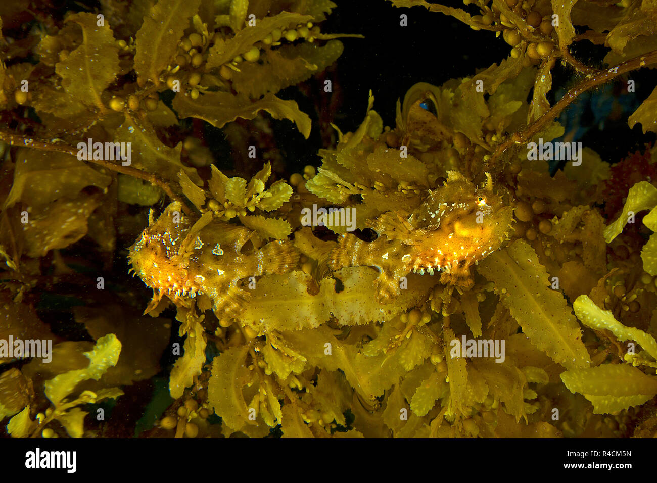 Sargassum pesce rana o Sargassumfish (Histiro histiro), coppia tra alghe brune (Sargassum muticum), Cenderawasih, Irian Jaya, Indonesia Foto Stock