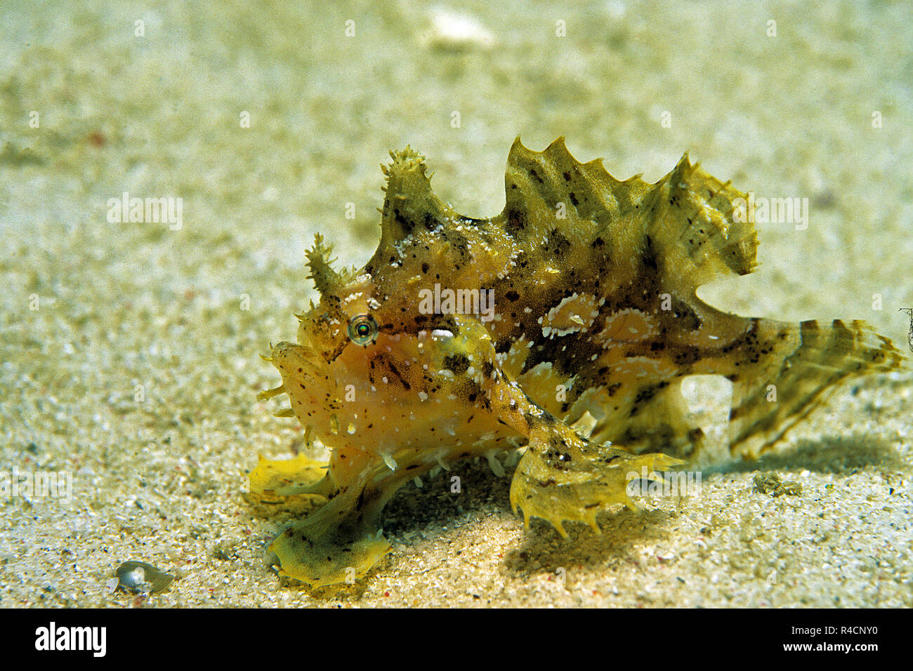 Sargassum pesce rana o Sargassumfish (Histiro histiro), sul fondo sabbioso, Sipadan Island, Borneo Malaysia Foto Stock