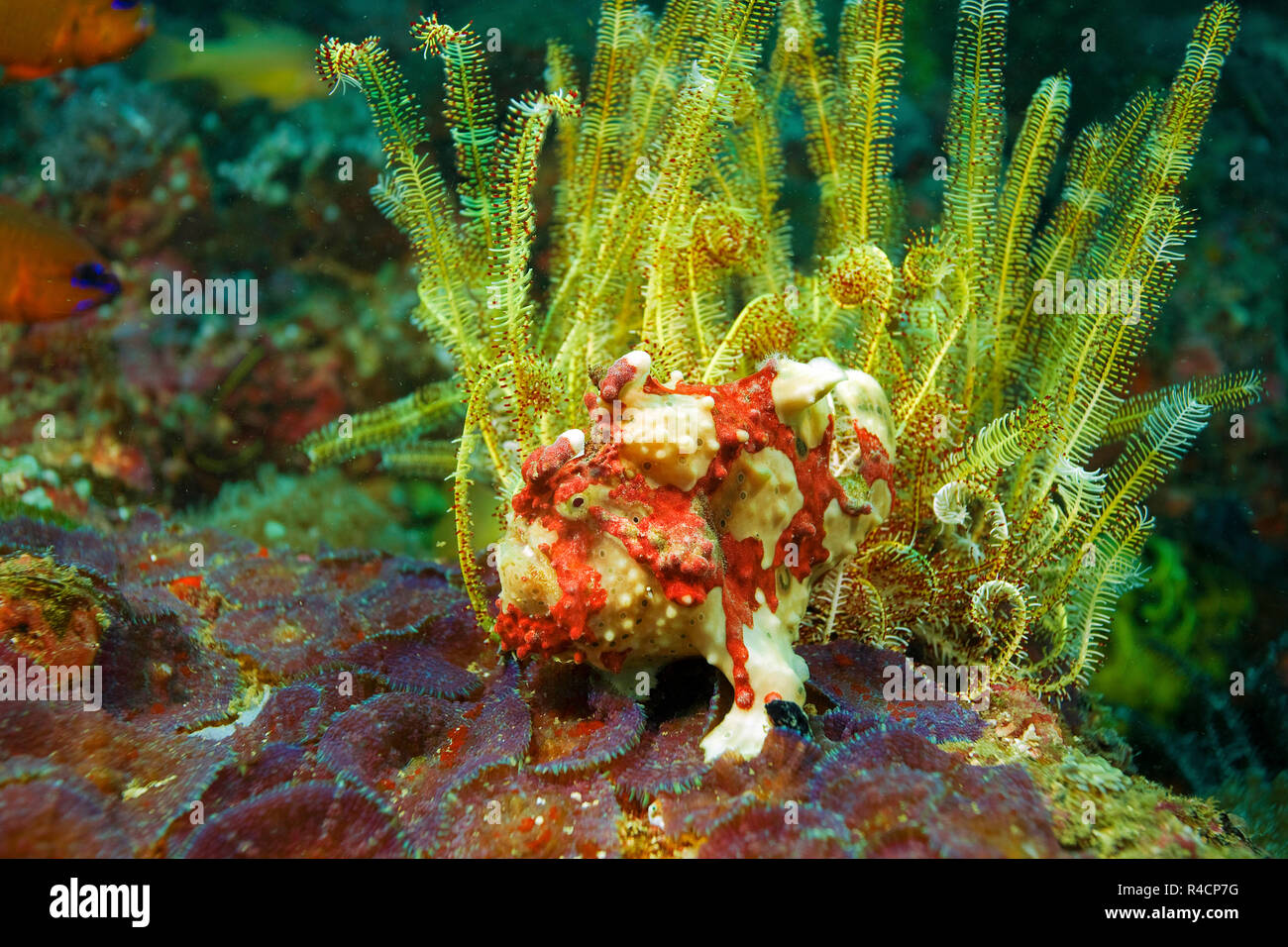Rana pescatrice presenta verrucosa o Clown amglerfish (Antennarius maculatus) a un crinoide giallo (Crinoidea), Sabang Bach, Mindoro, Filippine Foto Stock