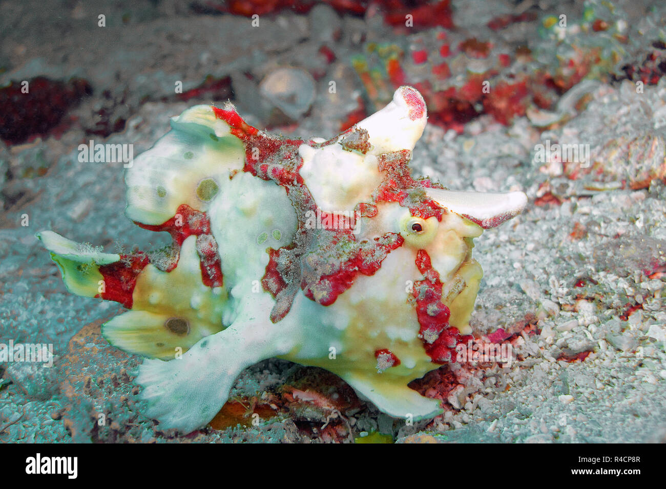 Rana pescatrice presenta verrucosa o Clown amglerfish (Antennarius maculatus), Sabang Bach, Mindoro, Filippine Foto Stock
