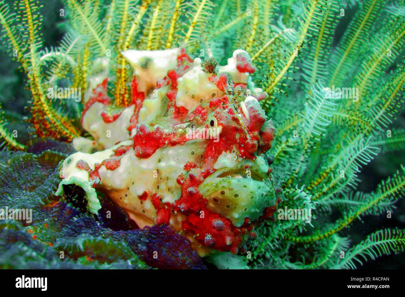 Rana pescatrice presenta verrucosa o Clown amglerfish (Antennarius maculatus) a un crinoide giallo (Crinoidea), Sabang Bach, Mindoro, Filippine Foto Stock