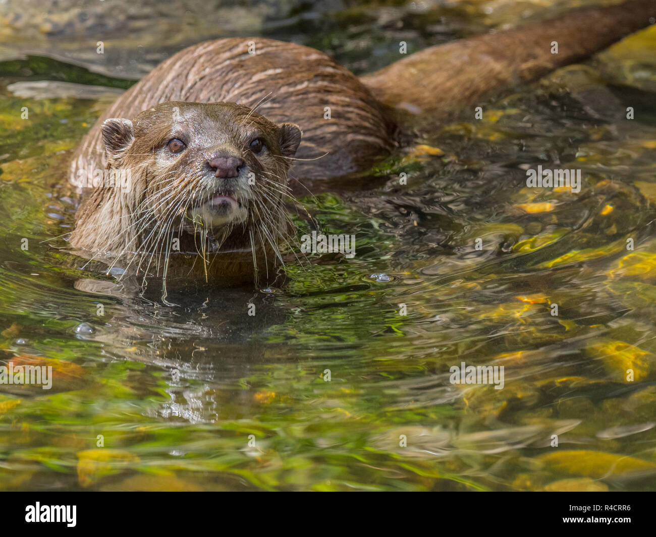 Asian Short-Clawed Otter guardando la fotocamera da acqua in presenza di luce solare Foto Stock