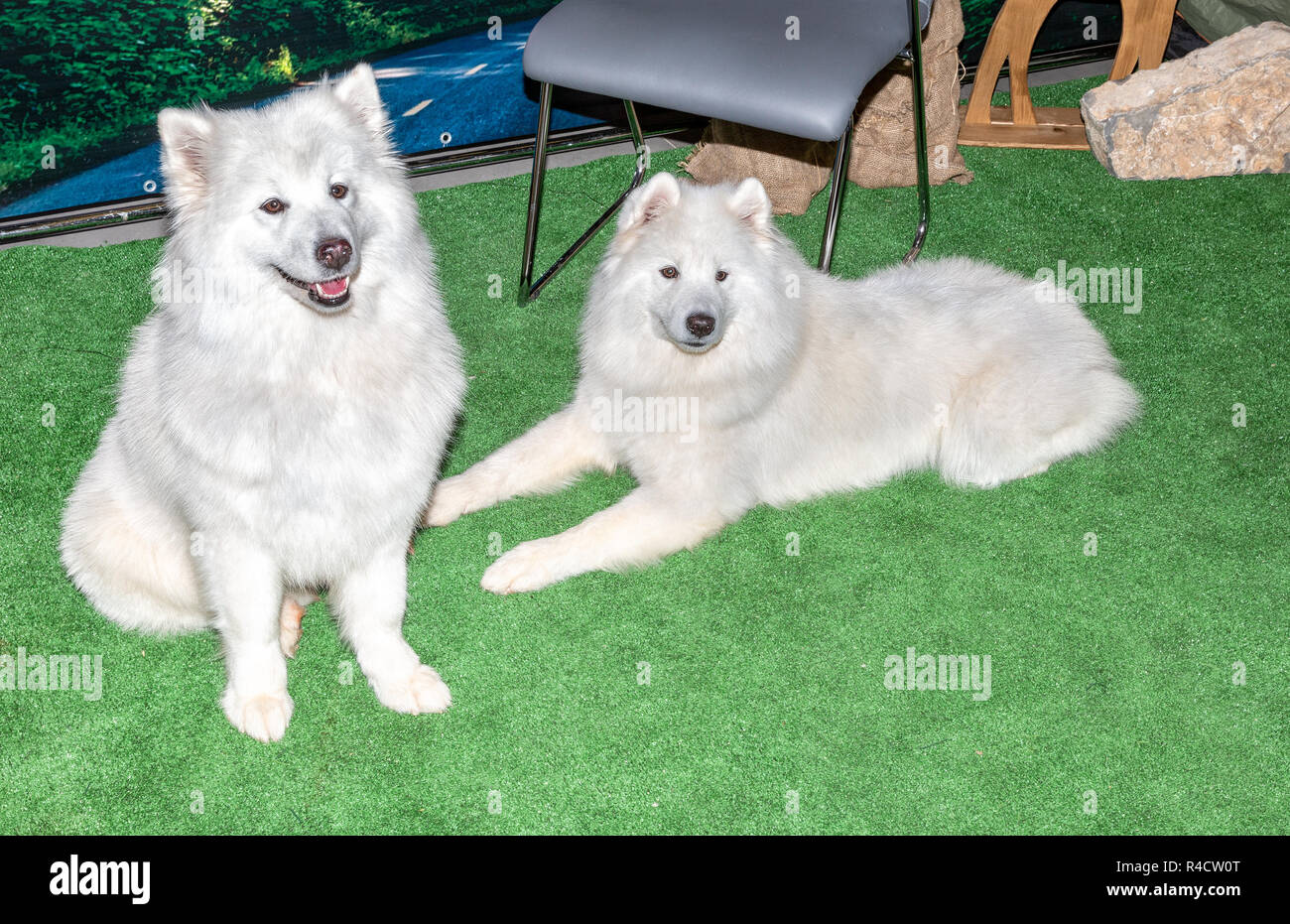 Due bianchi Samoiedo cani. Samoyeds originariamente utilizzate per la caccia, imbrancandosi di renne, e trasporto di slitte in Siberia Foto Stock