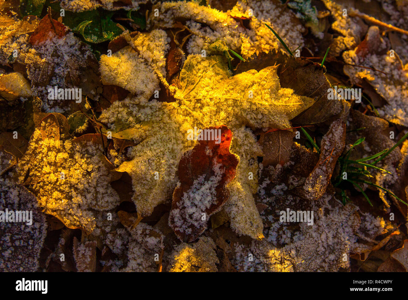 Caduto foglie di acero e rovere rivestita con il primo gelo Foto Stock