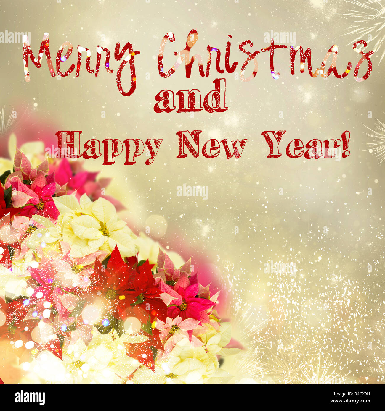 Poinsettia freschi Fiori il bordo o la stella di Natale sulla festosa golden bokeh sfondo con buon Natale saluti Foto Stock
