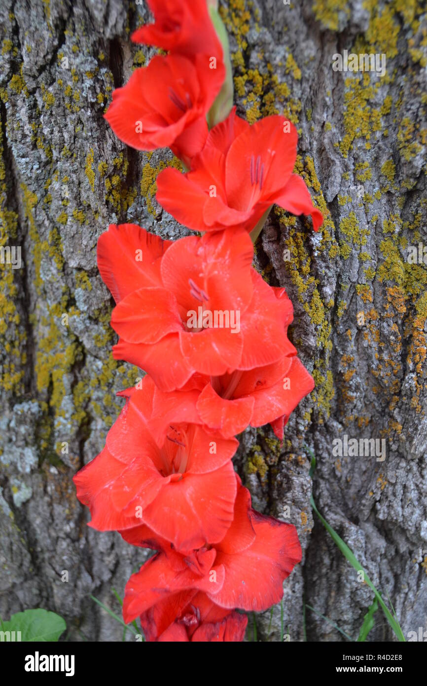 Gladiola Foto Stock