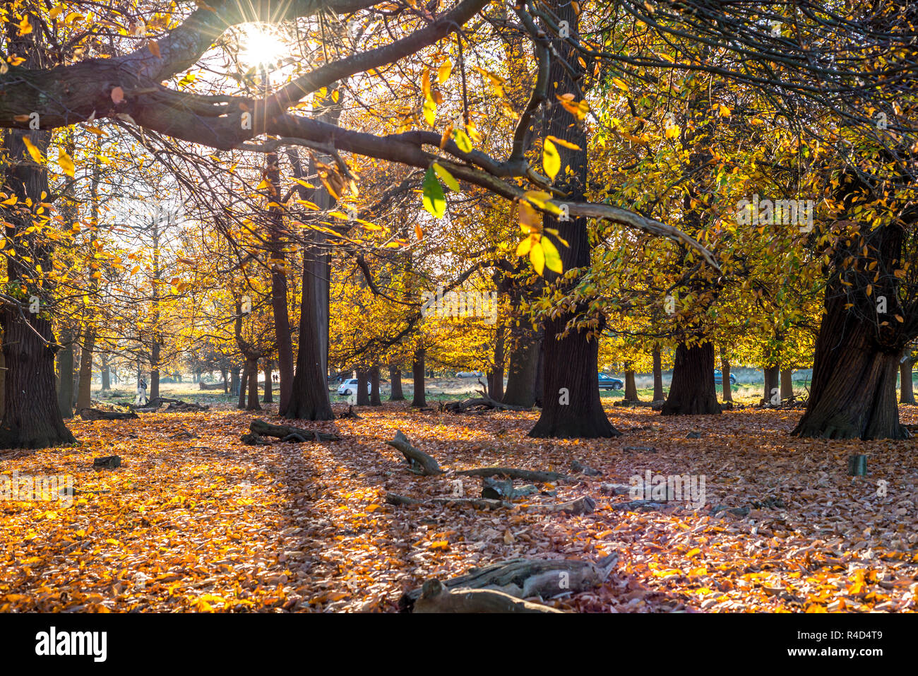 Bellissimi alberi di autunno con Sun in background presi in Richmond Park, Londra Foto Stock
