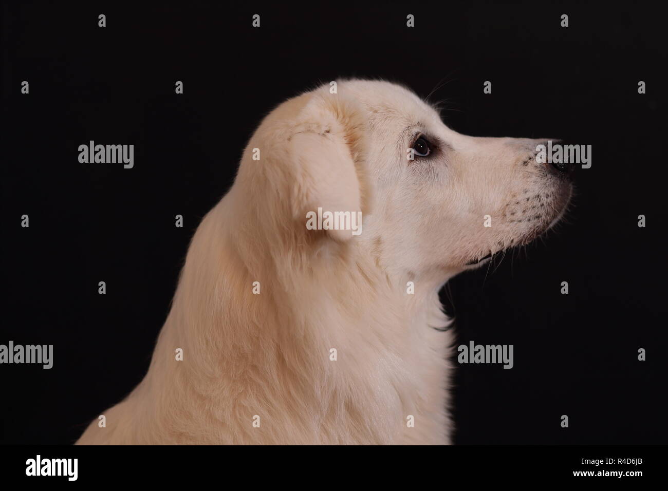 8 mesi di età grande Pirenei mix profilo. Sfondo nero. Foto Stock