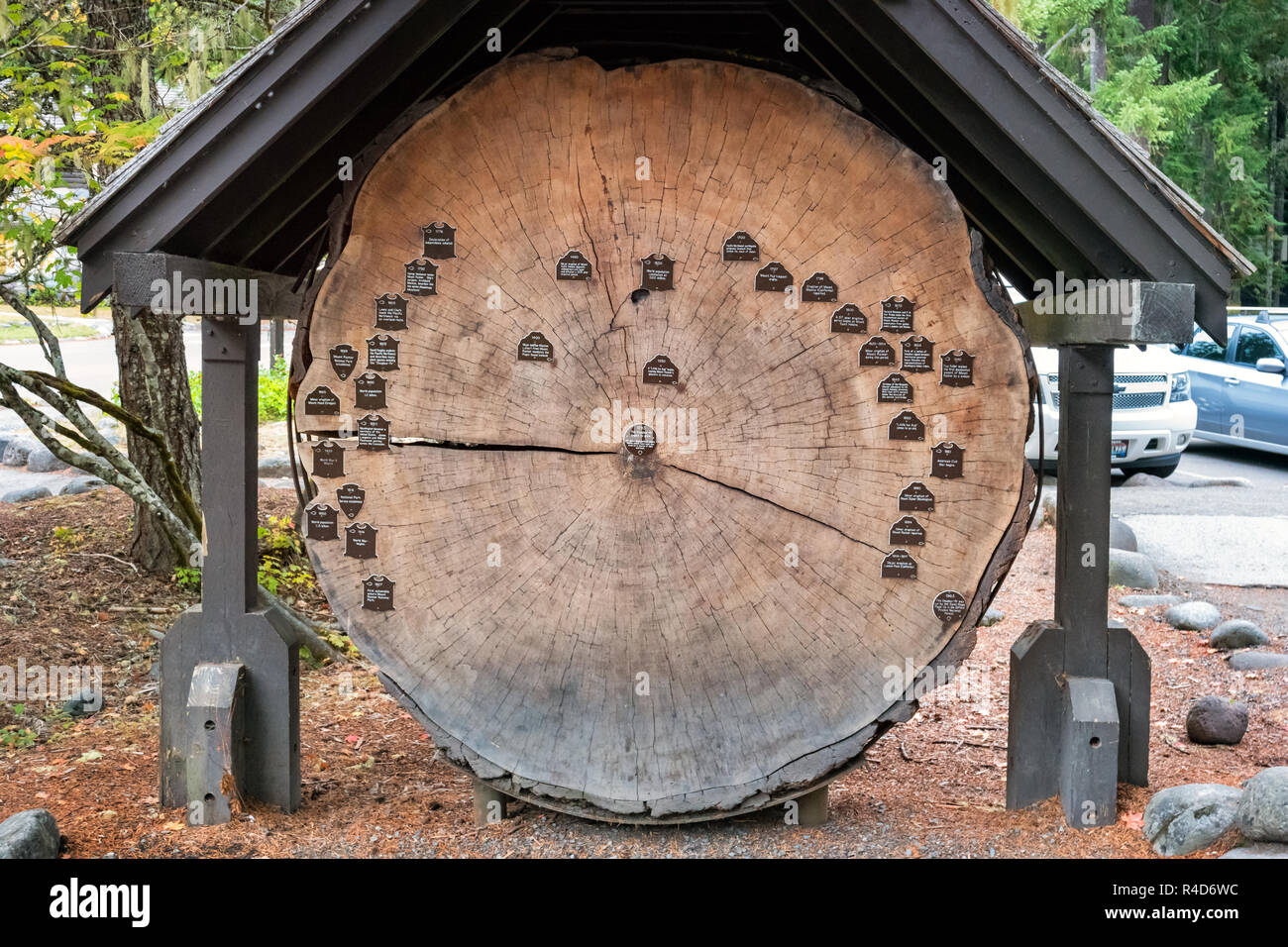 Un Douglas Fir Tree slice con anello i marcatori di tempo in Mount Rainier National Park di Washington (USA). Foto Stock