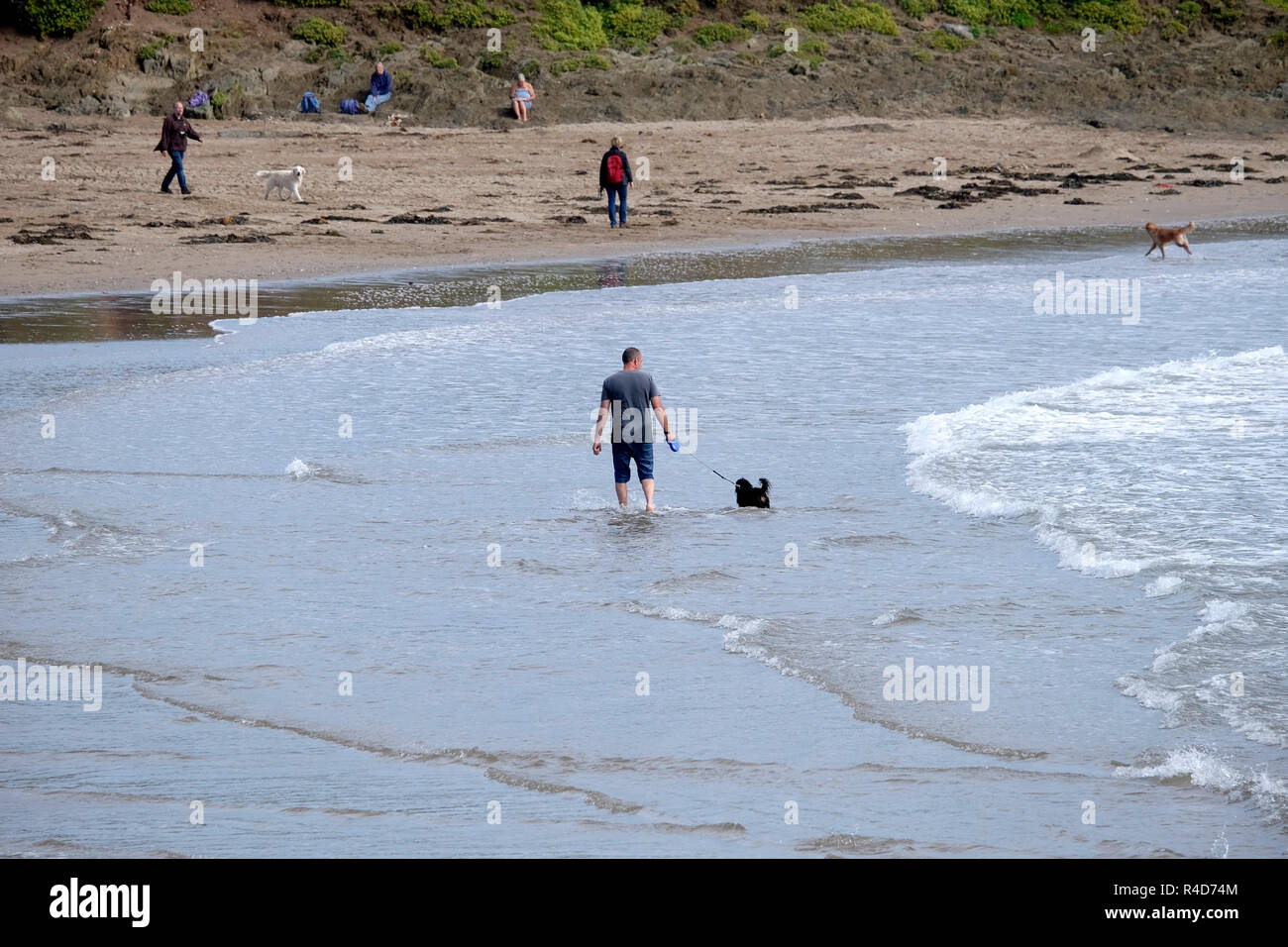 Esercizio cani sulla spiaggia e in mare a Bigbury on Sea, South Devon. Foto Stock