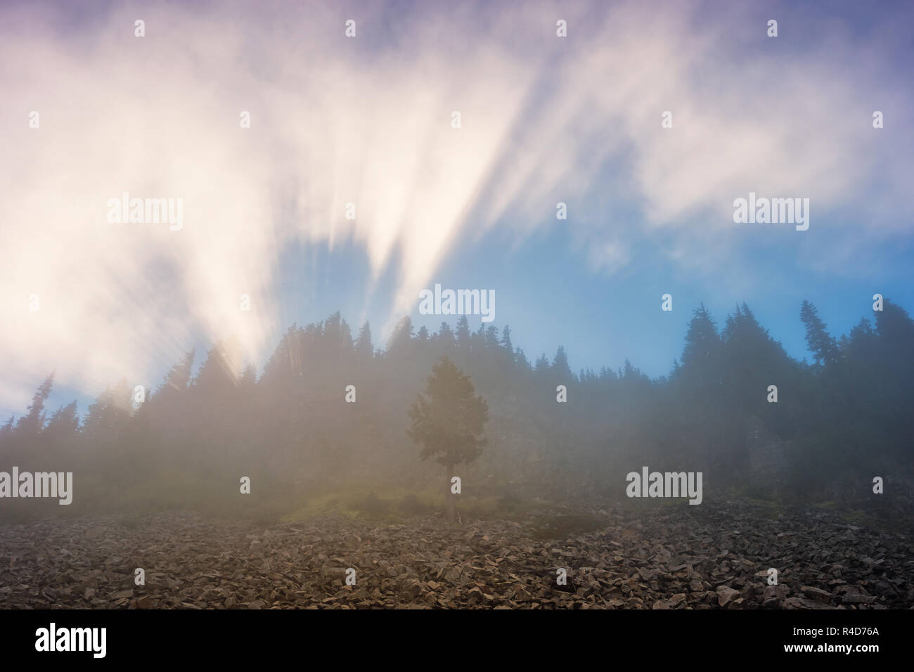 Raggi di sole e nebbia in Il Parco Nazionale del Monte Rainier Washington STATI UNITI D'AMERICA Foto Stock