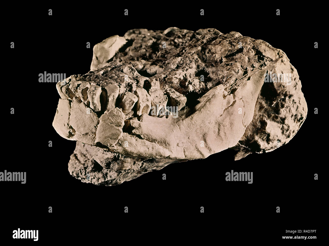 Bañolas mandibola (Girona). Neandertal l'uomo. Madrid, Museo Etnologico. Posizione: Collezione privata. BAÑOLAS. Foto Stock