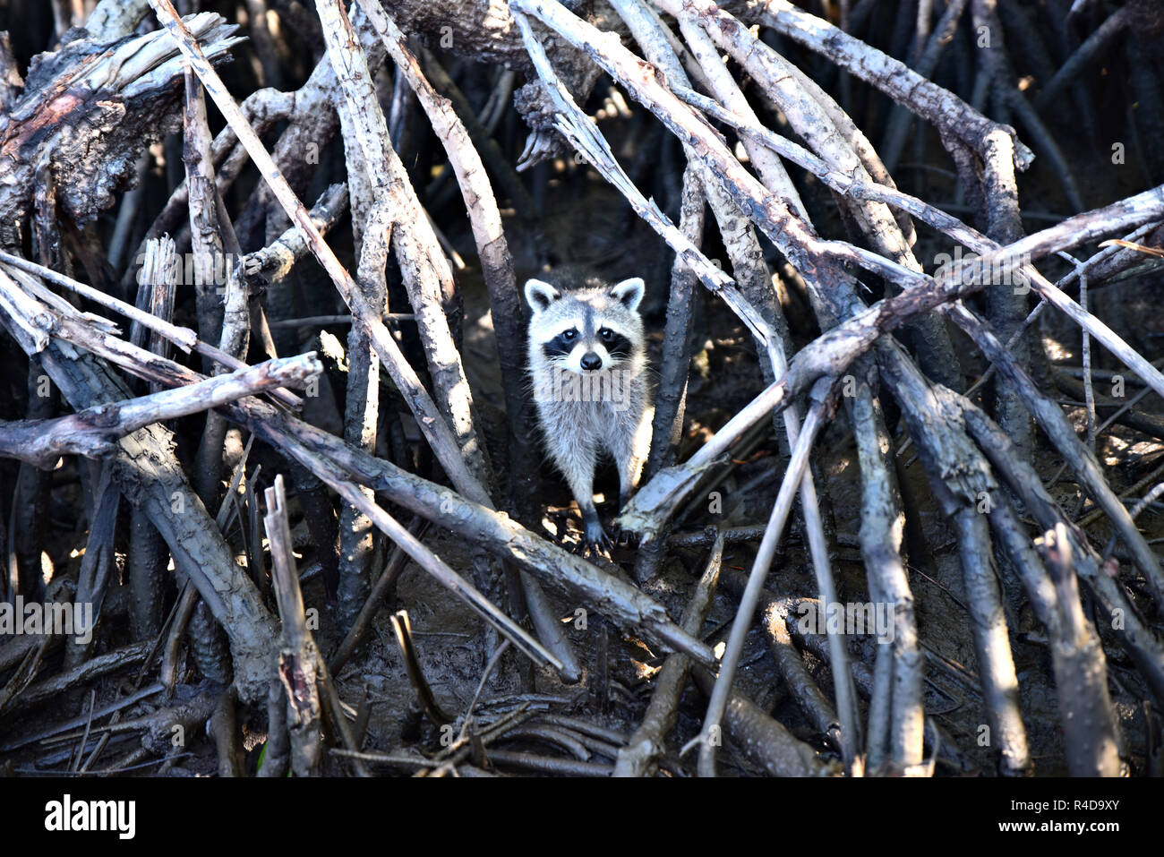 Friendly Raccoon Foto Stock