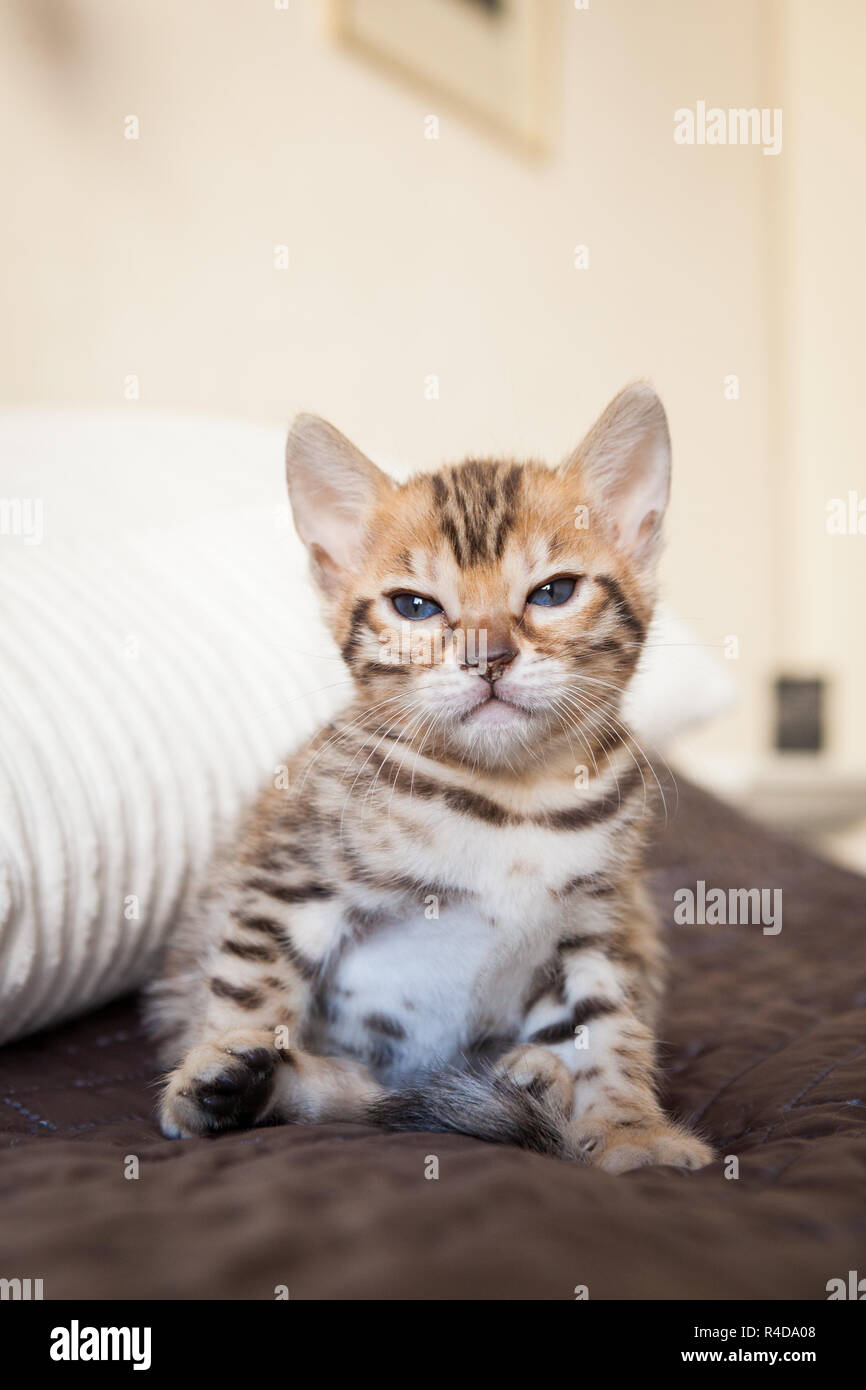 Simpatico gatto bengal gattino a casa Foto Stock