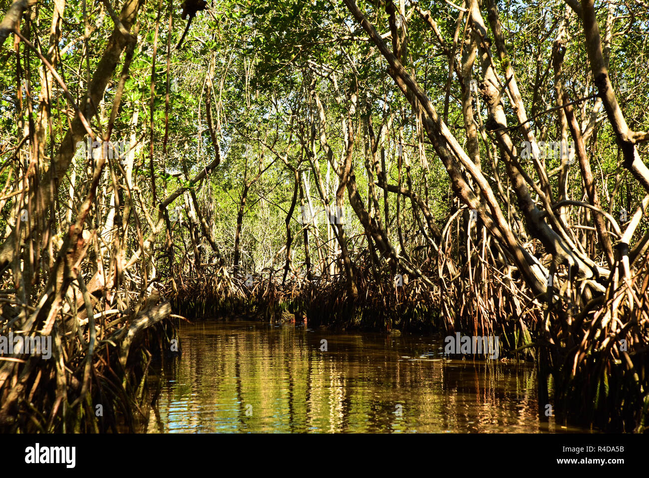Mangrovie in Everglades Foto Stock