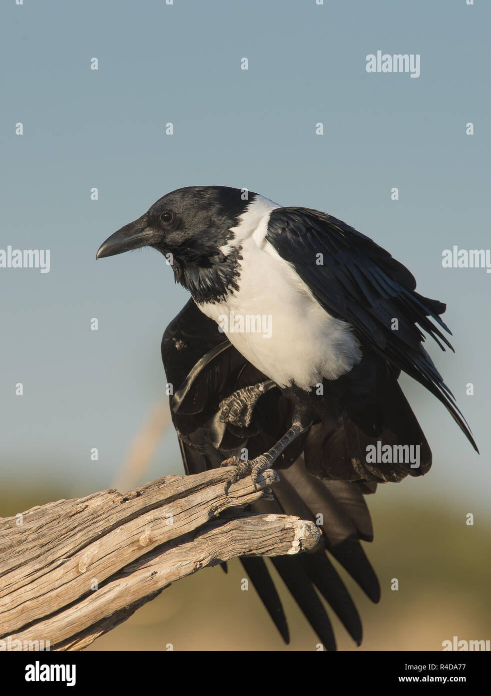 Ritratto di un pied crow seduti su un lodge Foto Stock