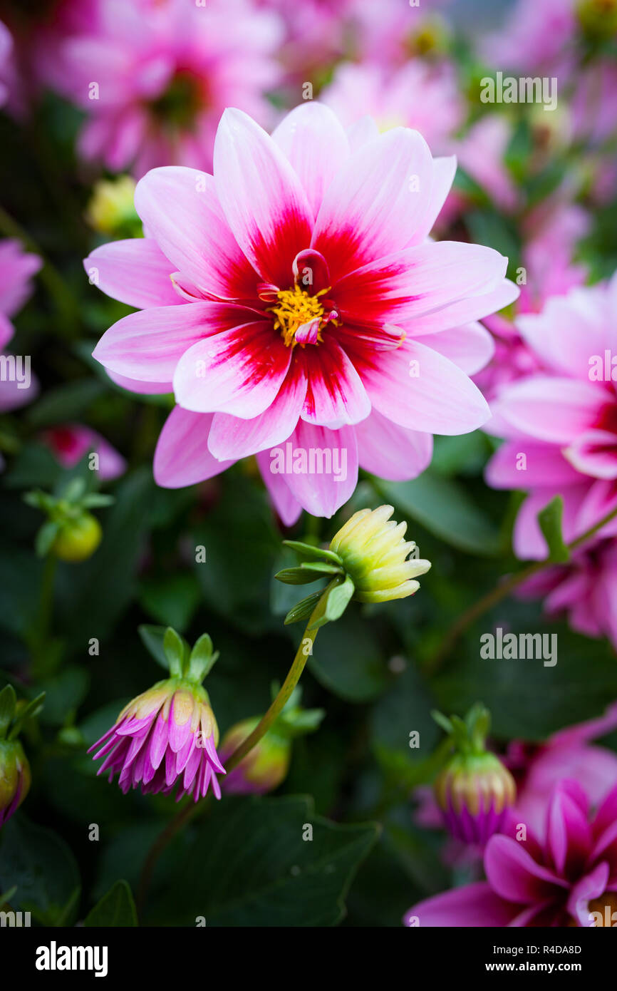 Bellissimo fiore rosa fioritura Foto Stock