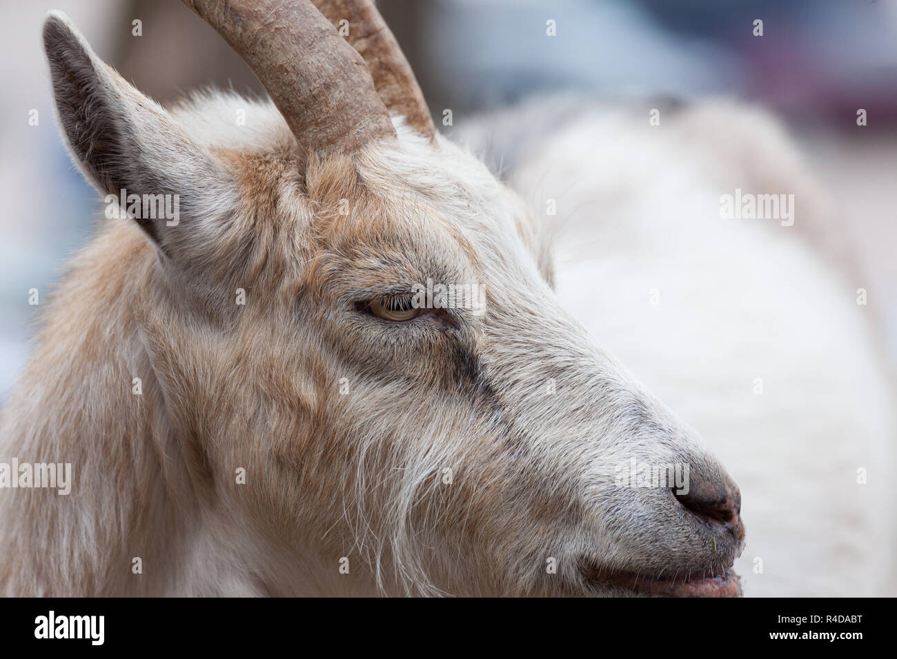 Capra a farm all'aperto Foto Stock