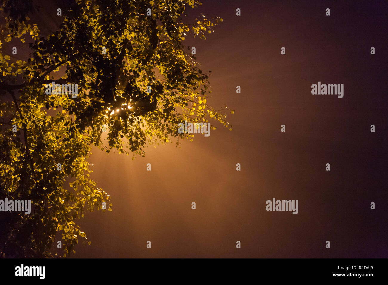 Via la luce attraverso il ramo di albero a notte di nebbia Foto Stock