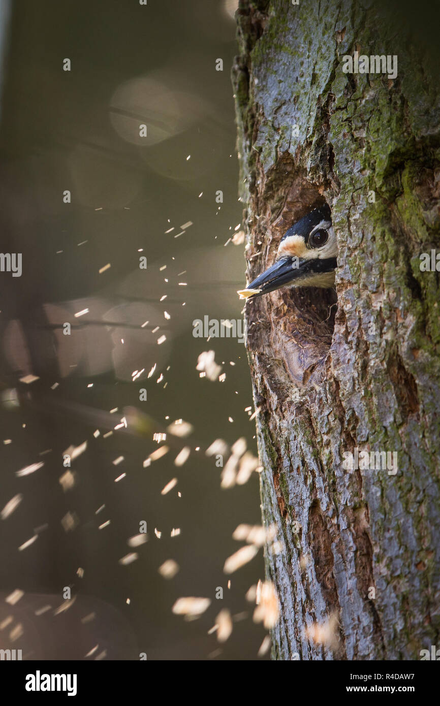 Picchio rosso maggiore (Dendrocopos major) facendo spazio per la famiglia nella sua nuova cavità Foto Stock