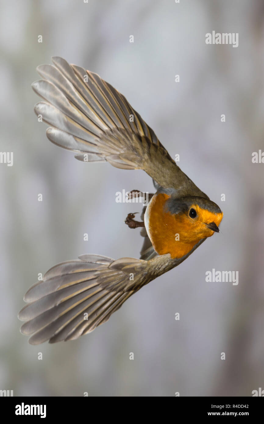 Rotkehlchen, fliegend, im societé Flug, Flugbild, Erithacus rubecula, robin, Europeo robin, pettirosso, volo, Le Rouge-gorge familier Foto Stock