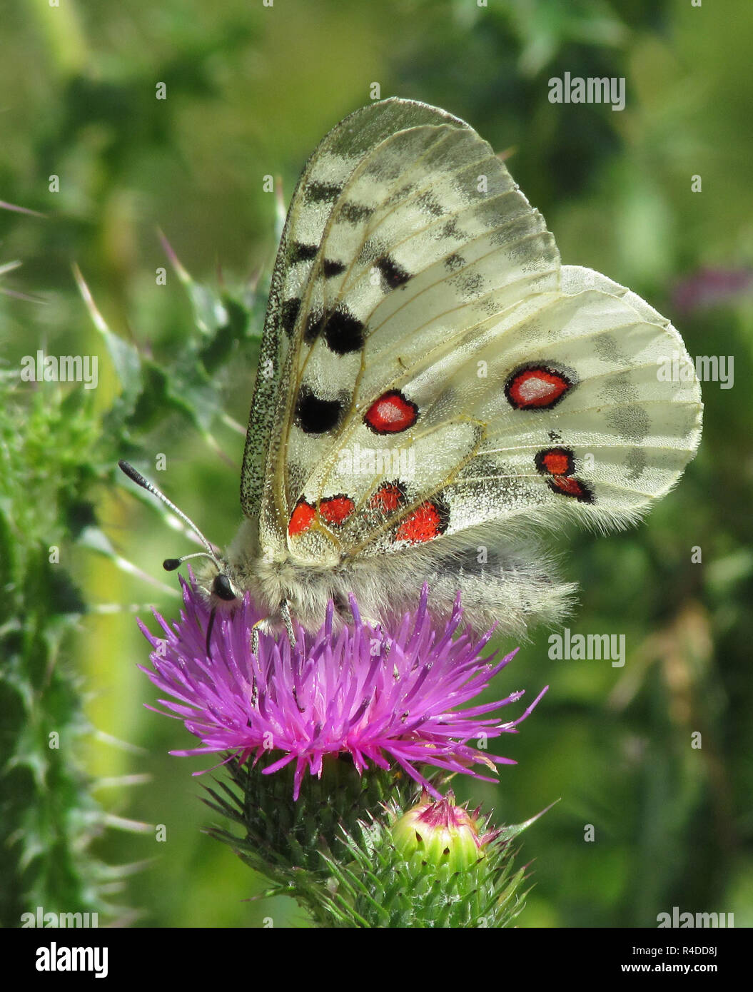 Apollo farfalla in altmÃ¼hltal,basso,su purple thistle bloom Foto Stock