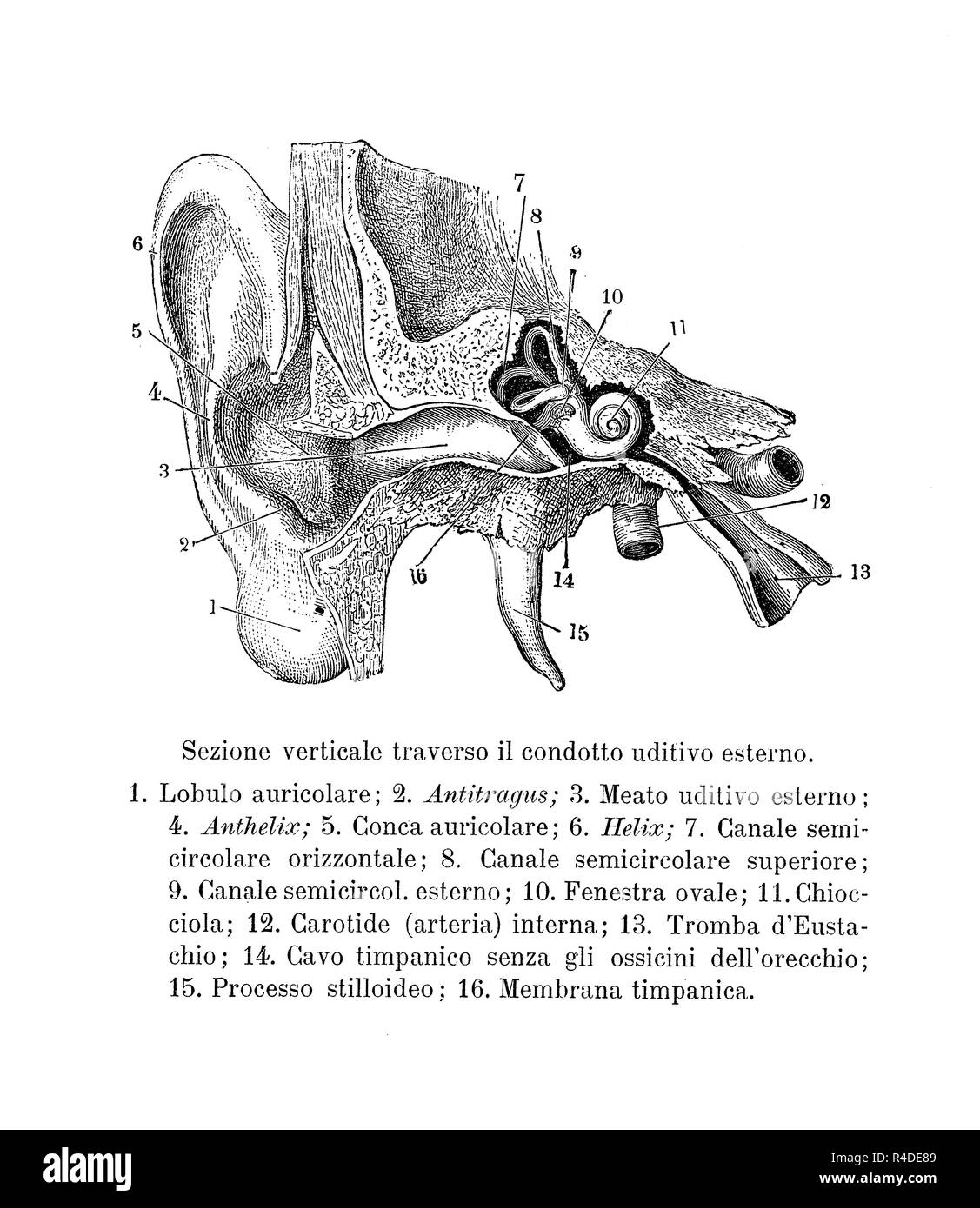 Vintage illustrazione di anatomia, la sezione trasversale di un orecchio umano e il canale auricolare con descrizioni anatomiche in italiano Foto Stock