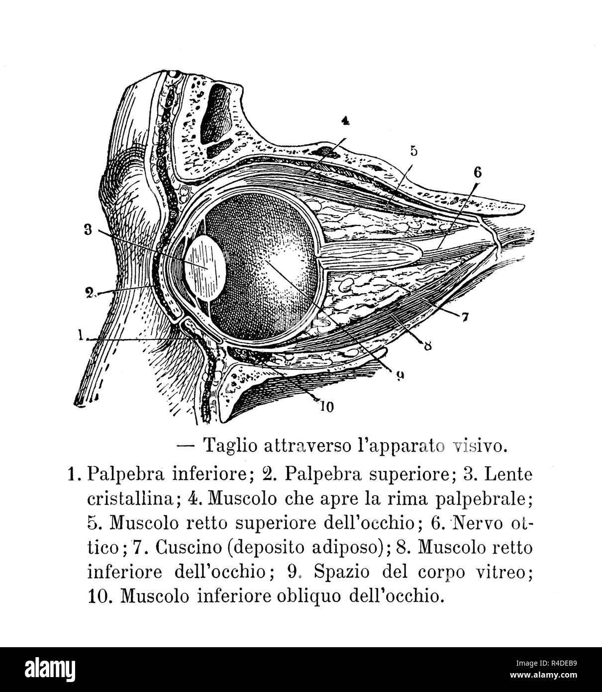 Illustrazione vintage di anatomia, trasversale ed in sezione laterale del sistema visivo umano, con descrizioni anatomiche in italiano Foto Stock
