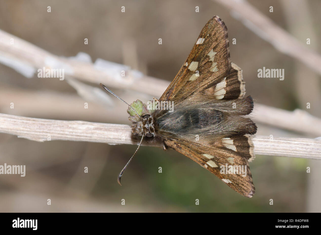 Corto-tailed Skipper, Zestusa dorus, maschio Foto Stock