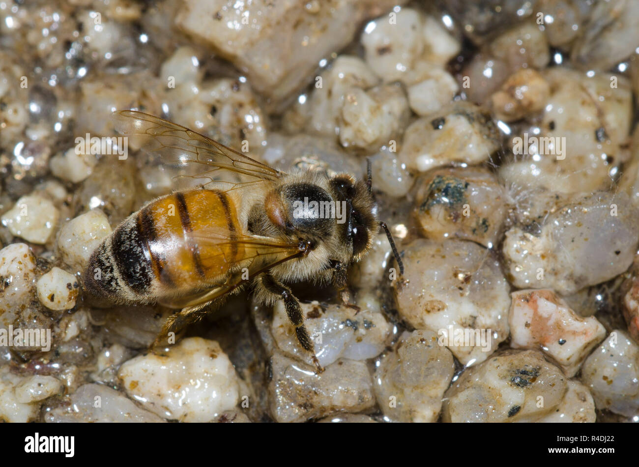 Il miele delle api, Apis mellifera, acqua potabile Foto Stock