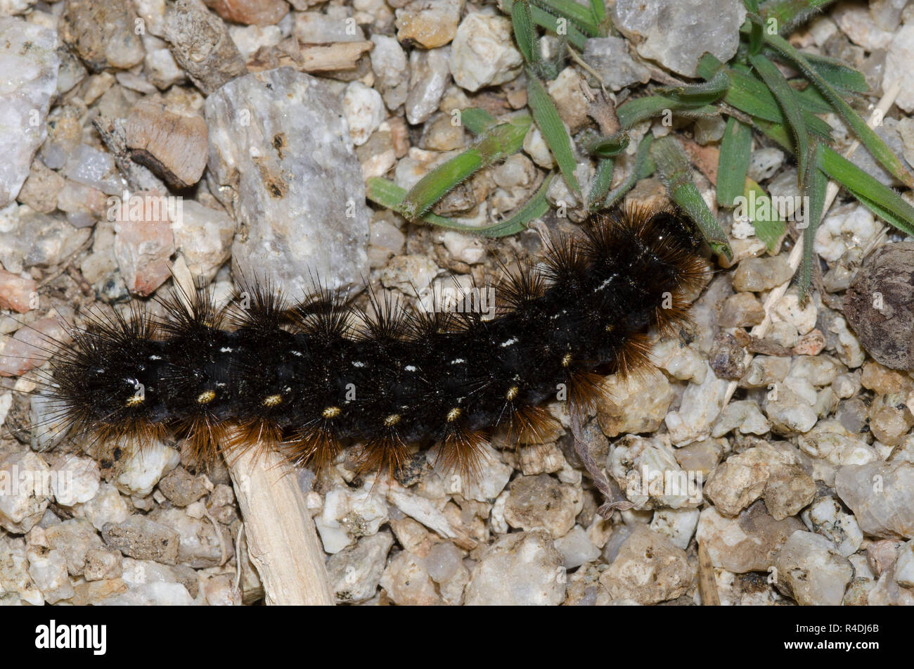Tiger Moth, Apantesis sp., larva Foto Stock
