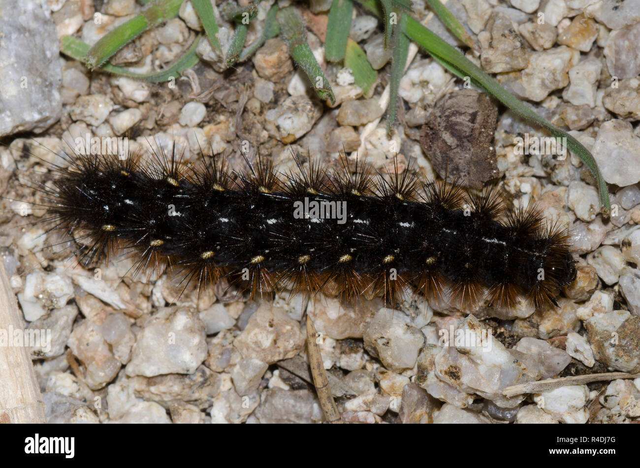 Tiger Moth, Apantesis sp., larva Foto Stock