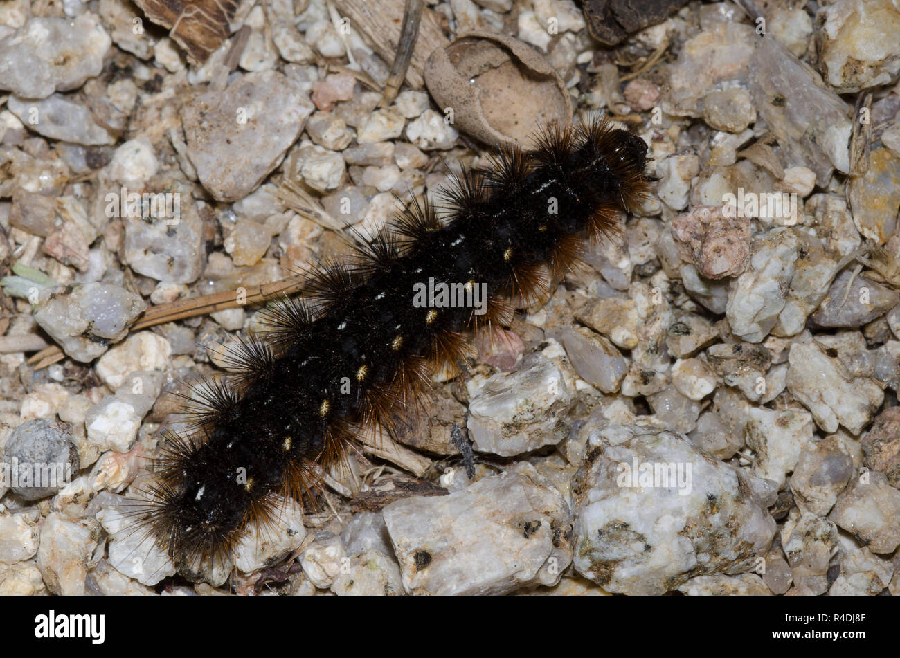 Tiger Moth, Apantesis sp., larva Foto Stock