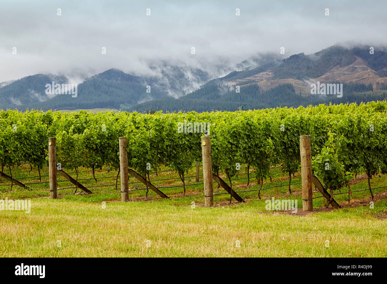 Fiume Waiarau vigneto, cantina, Rapaura, Nuova Zelanda, Isola del Sud Foto Stock