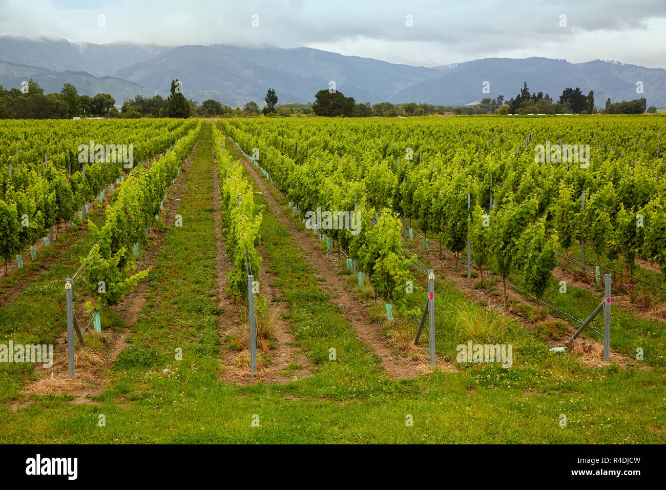 Fiume Waiarau vigneto, cantina, Rapaura, Nuova Zelanda, Isola del Sud Foto Stock