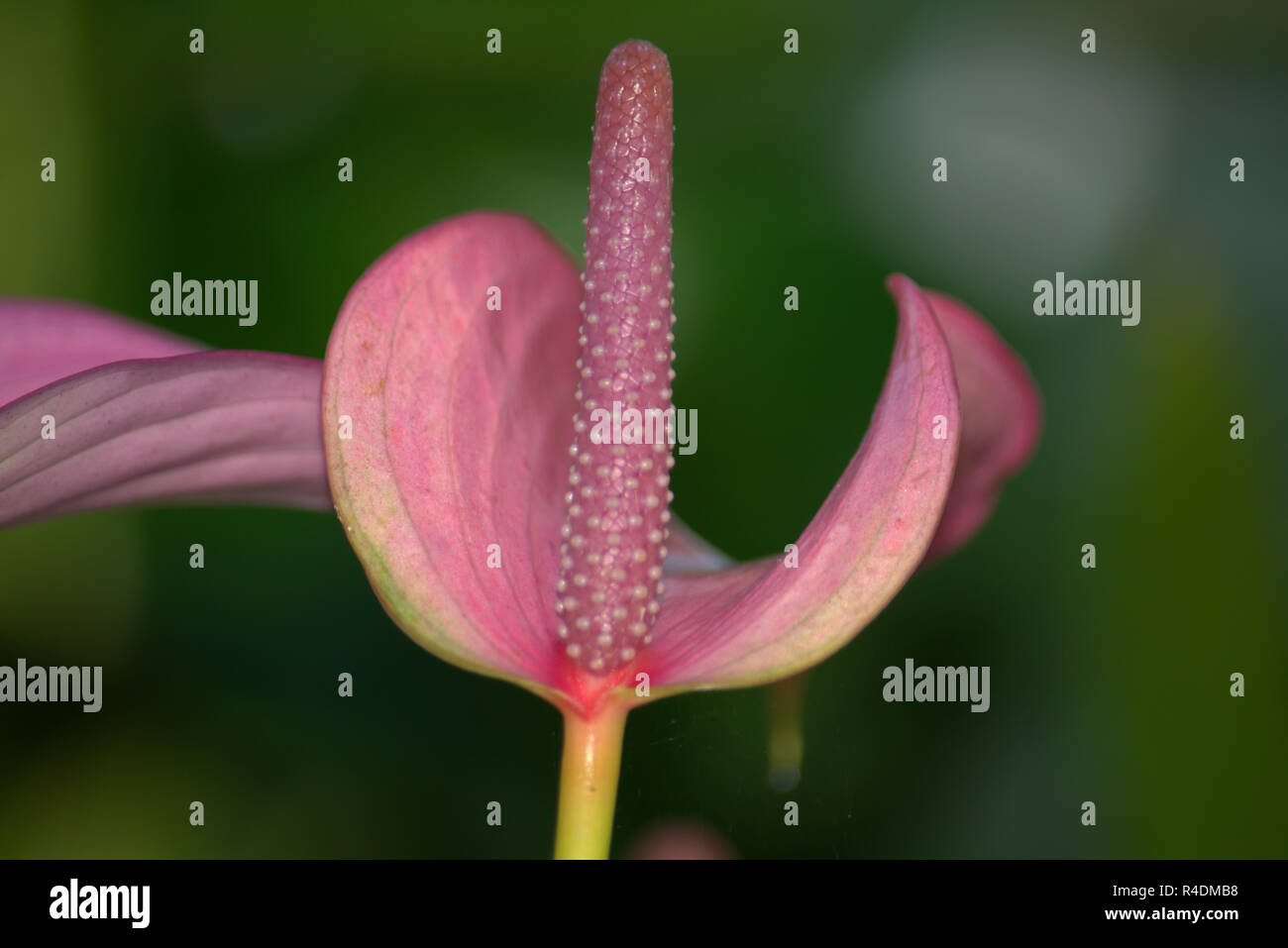 Red spathiphyllum fiore o spathe Foto Stock